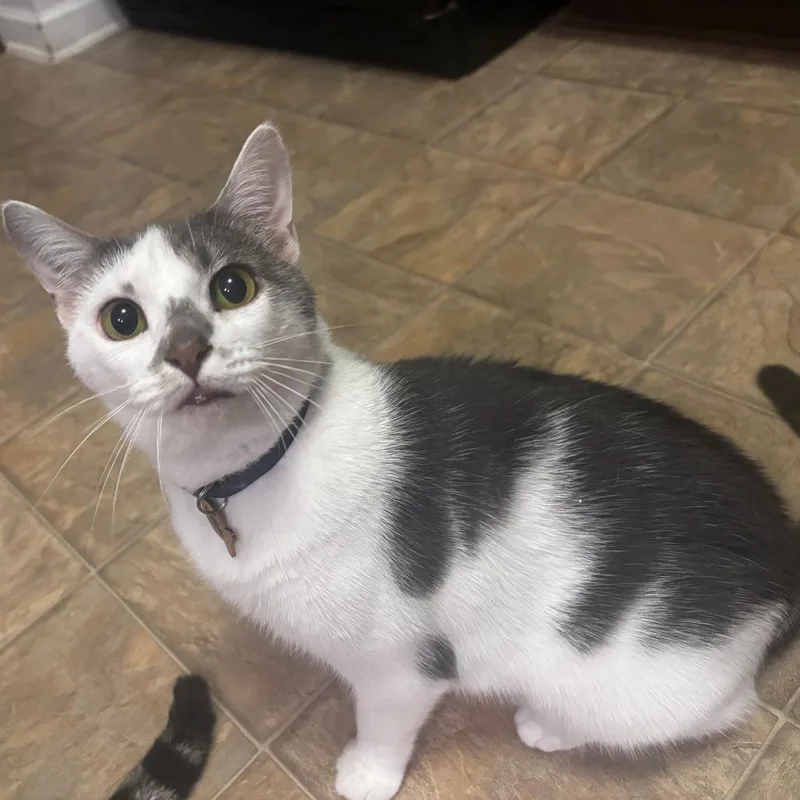 An adult large-sized female White Domestic Short Hair cat named Millie for adoption in Winston Salem, NC
