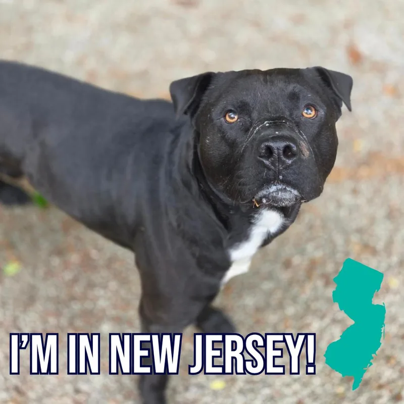An adult medium-sized male Black Mixed Breed dog named Chad for adoption in Charleston, WV