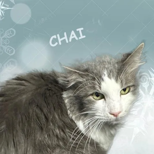 Chai  Avo thumbnail 2