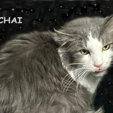 Chai  Avo thumbnail 3