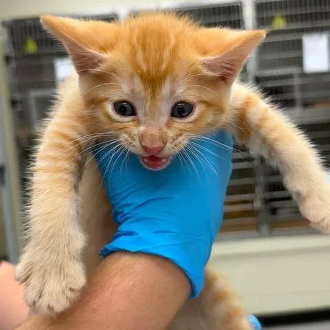 A baby small-sized male Orange / Red Domestic Short Hair cat named Peeta for adoption in Bastrop, TX