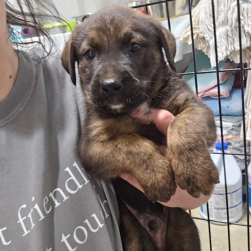 A baby small-sized male Black Labrador Retriever dog named ToasterU for adoption in Tupelo, MS