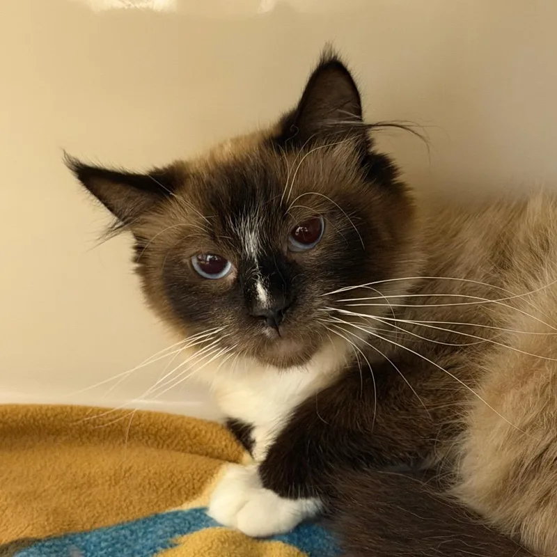 An adult medium-sized female Domestic Medium Hair cat named Pluto for adoption in Watertown, NY