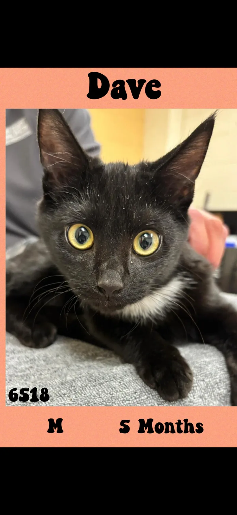 A young medium-sized male Black & White / Tuxedo American Shorthair cat named Dave for adoption in Marvin, NC