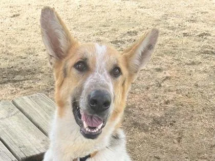 An adult large-sized male White / Cream Mixed Breed dog named Grinch for adoption in Georgetown, TX