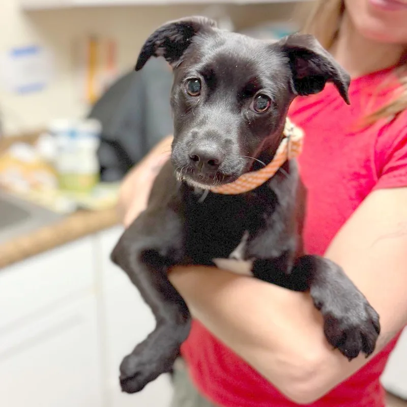 A baby small-sized female Black Mixed Breed dog named Osprey for adoption in Hendersonville, NC
