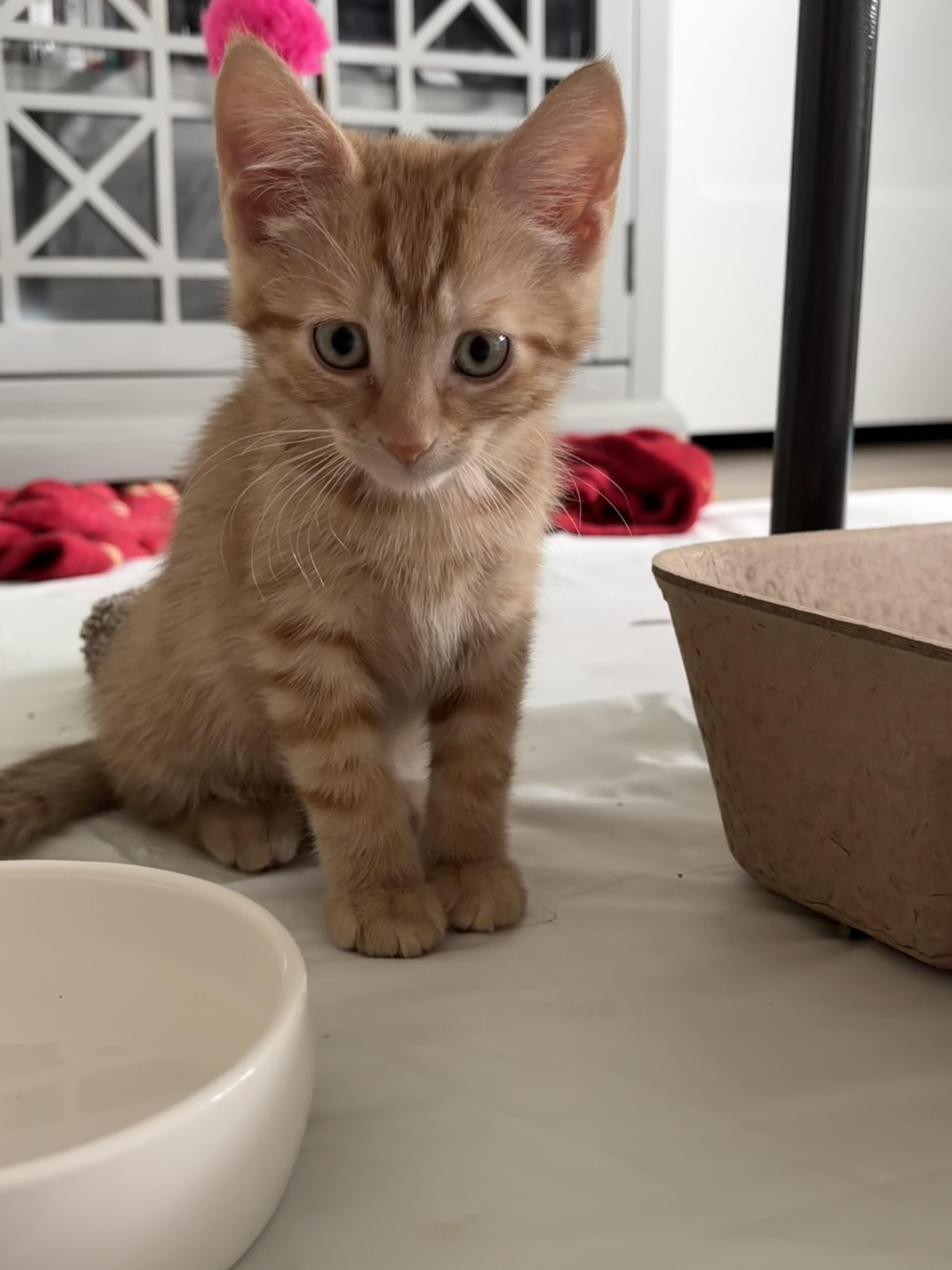 A baby medium-sized male Orange / Red Domestic Short Hair cat named Vinny for adoption in Mechanicsburg, PA