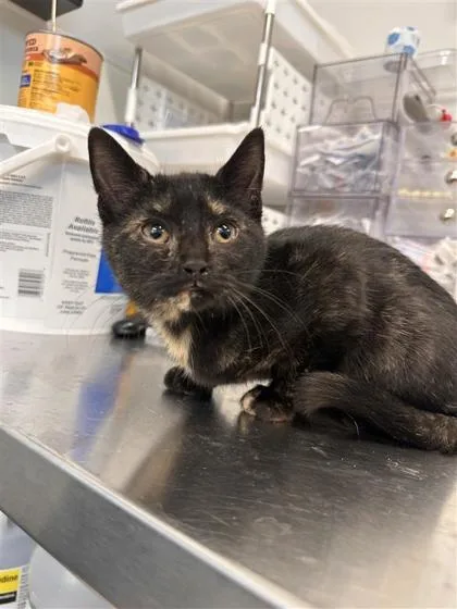 A baby small-sized female Domestic Short Hair cat named April for adoption in West Chester, PA