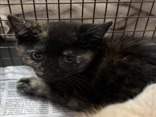 A baby small-sized female Domestic Short Hair cat named Anne for adoption in Los Angeles, CA