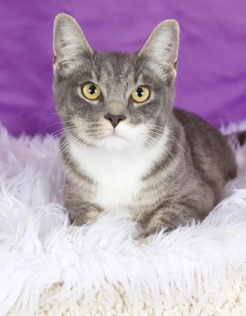 An adult small-sized female Domestic Short Hair cat named Bizzy for adoption in Gilbert, AZ