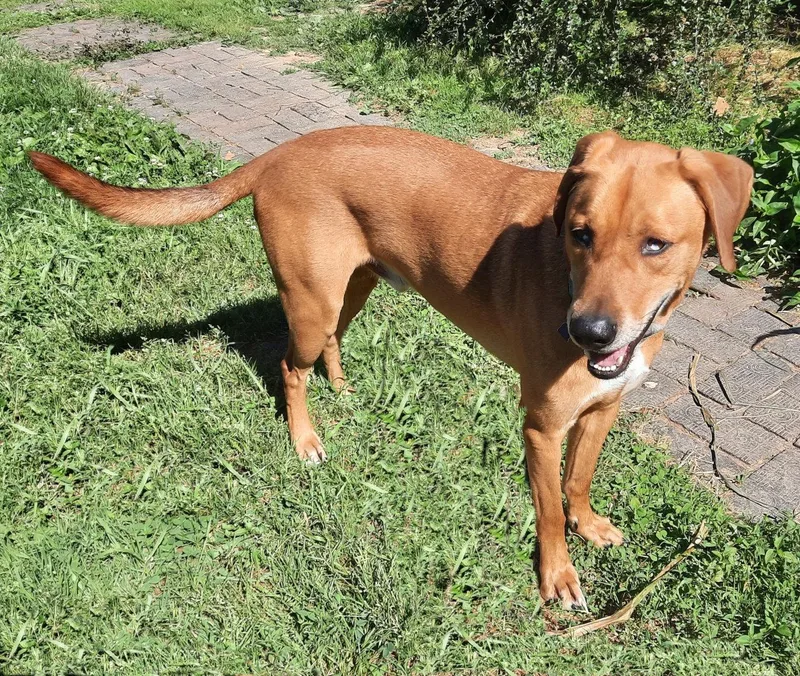 A young large-sized male Redbone Coonhound dog named Huckleberry for adoption in Mcconnelsville, OH