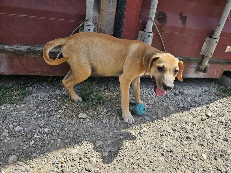 A baby small-sized male Apricot / Beige Black Mouth Cur dog named Rosco for adoption in Hamilton , TX