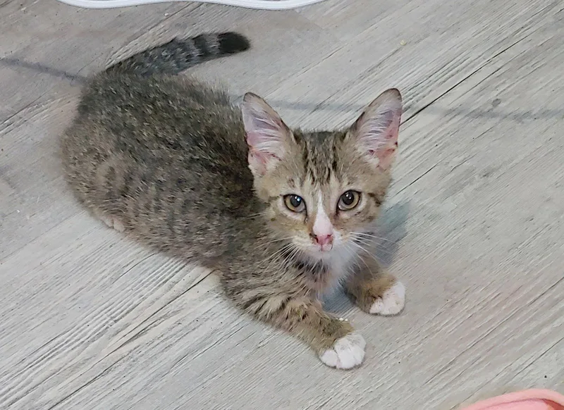 A young medium-sized female Domestic Short Hair cat named Dusty for adoption in Pompano Beach, FL