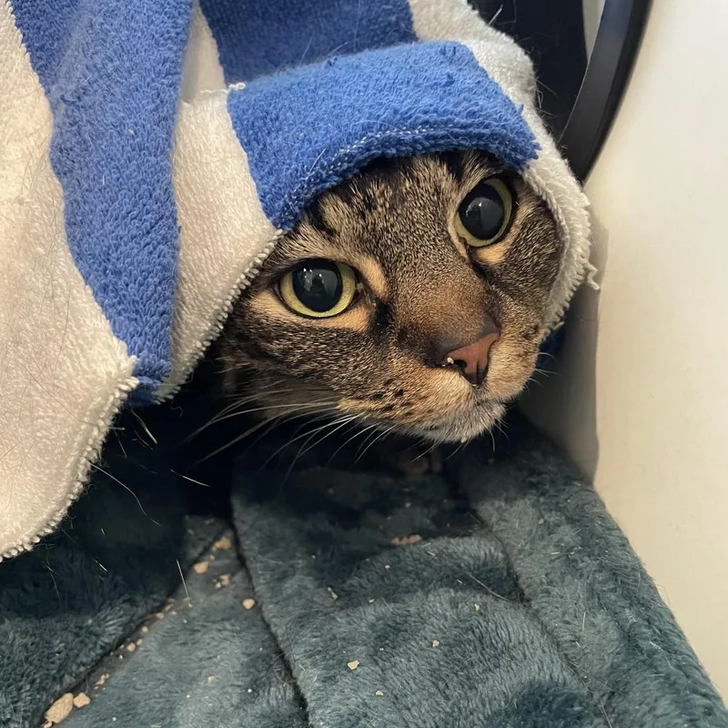 An adult medium-sized female Brown / Chocolate Domestic Short Hair cat named Princess for adoption in Saint Charles, MO