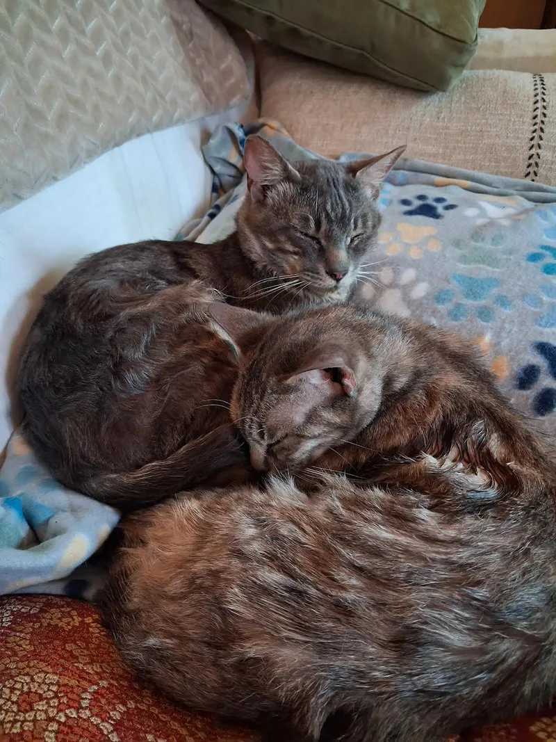 An adult medium-sized male Tabby (Gray / Blue / Silver) Domestic Short Hair cat named Finn Mcmissile & Cruz for adoption in Grass Valley, CA