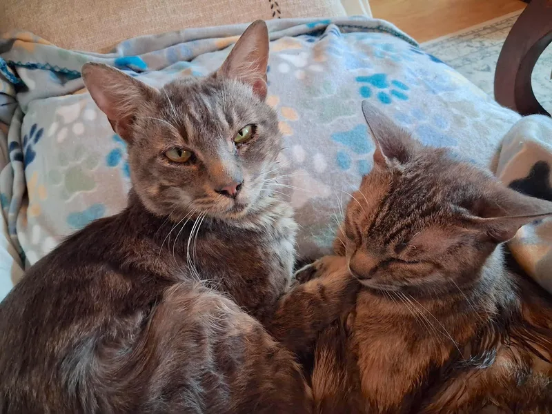 Finn Mcmissile & Cruz thumbnail 2