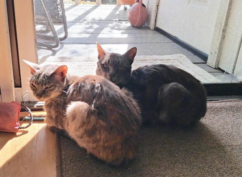 Finn Mcmissile & Cruz thumbnail 5