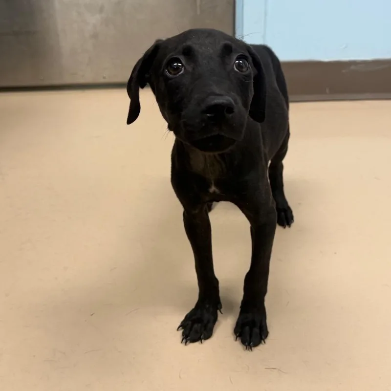 A baby small-sized female Black Mixed Breed dog named Licorice for adoption in Pine Bluff, AR