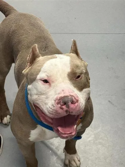 An adult large-sized male Mixed Breed dog named Hippo for adoption in West Chester, PA