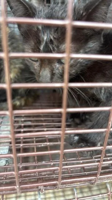 A baby small-sized female Domestic Short Hair cat named A for adoption in Houston, TX