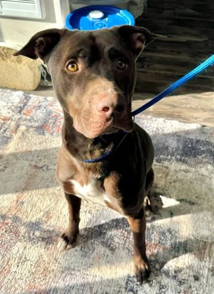 Sir Moochalot thumbnail 2