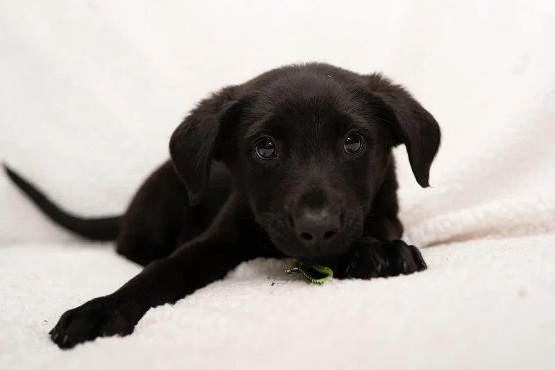 A baby medium-sized male Labradoodle dog named Hamlet. for adoption in Mobile, AL