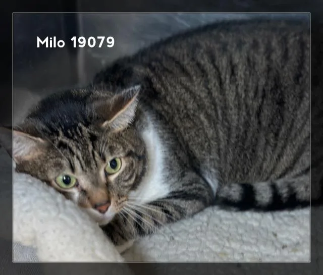 An adult large-sized male Tabby (Brown / Chocolate) Domestic Short Hair cat named Milo for adoption in Marietta, GA