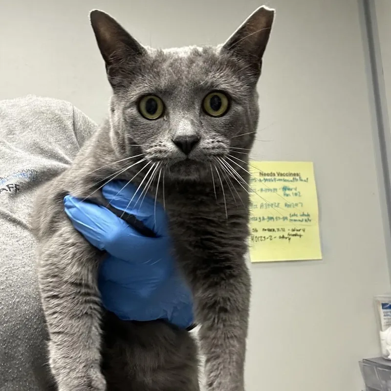 An adult medium-sized female Gray / Blue / Silver Domestic Short Hair cat named Agatha for adoption in Concord, NC