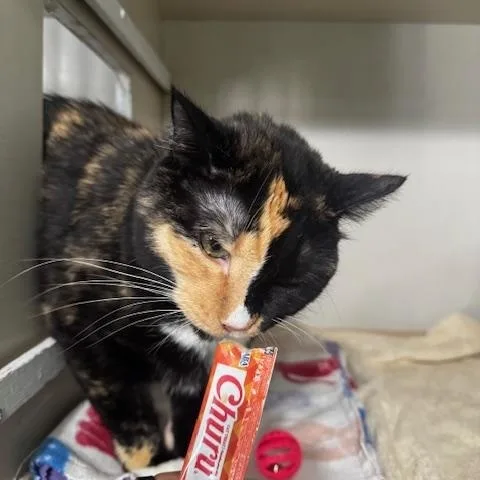 An adult large-sized female Calico cat named Lydie for adoption in Hutchinson, MN