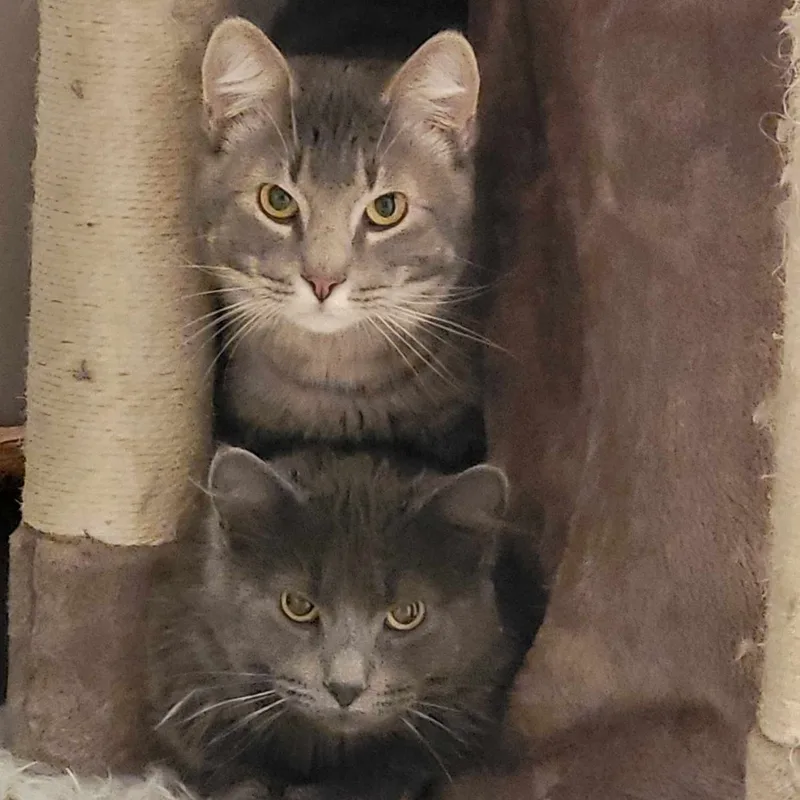 An adult medium-sized male Tabby (Gray / Blue / Silver) Tabby cat named Bob Bonded With Jim for adoption in Farmington, MN