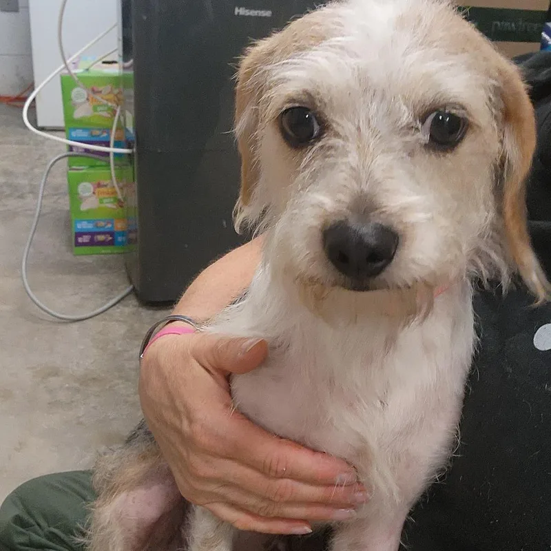 An adult medium-sized female Black Terrier dog named Penelope for adoption in Evensville, TN