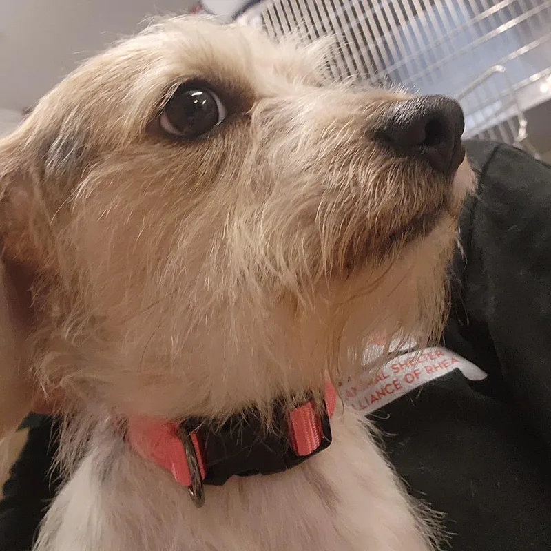 Penelope thumbnail 2