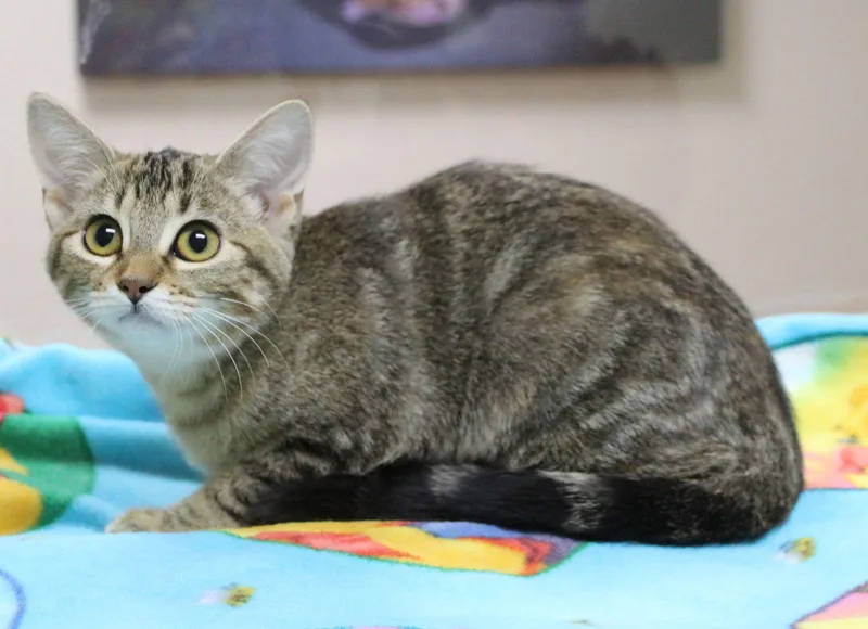 A baby medium-sized female Domestic Short Hair cat named Dawn for adoption in Portage, WI