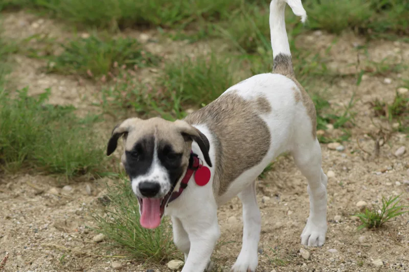 A baby medium-sized male Black Mouth Cur dog named Rambler for adoption in Waukesha , WI