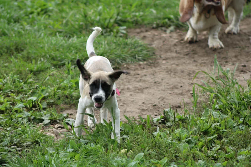 Rambler thumbnail 3