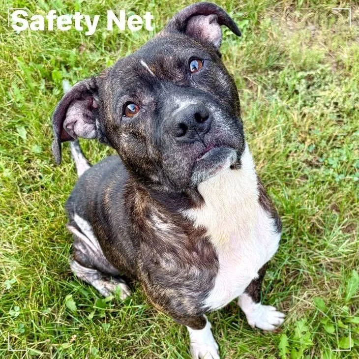 Safety Net thumbnail 6