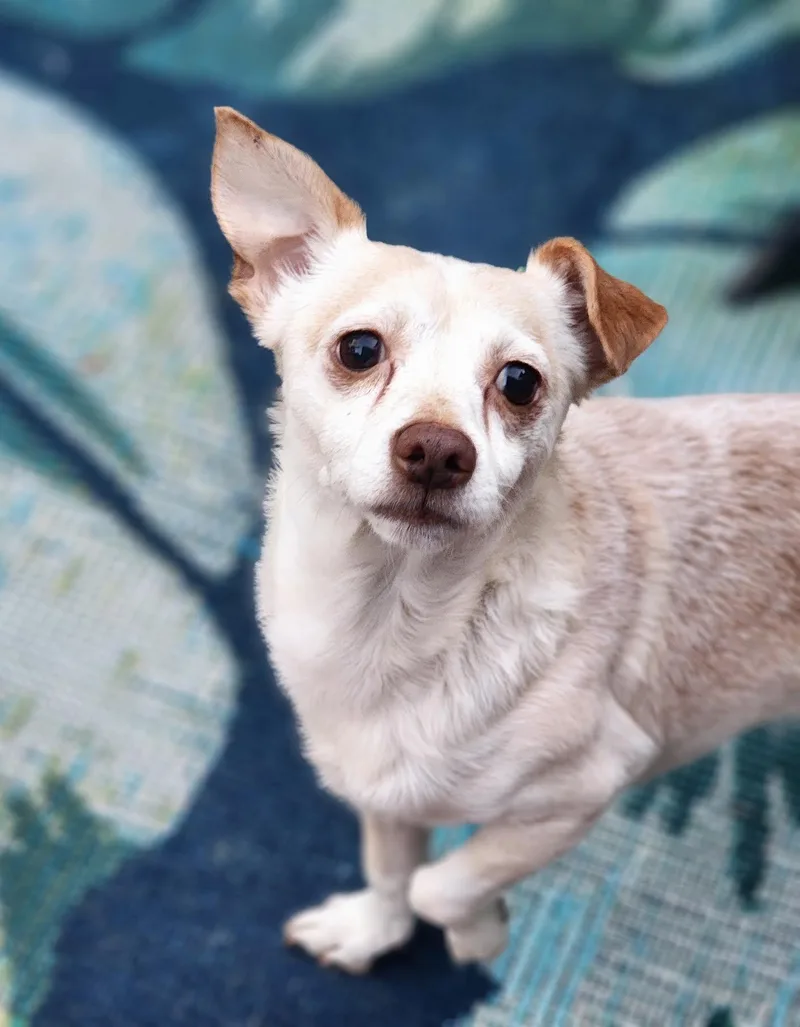 A young small-sized male Chihuahua dog named Rooster for adoption in Cumming, GA