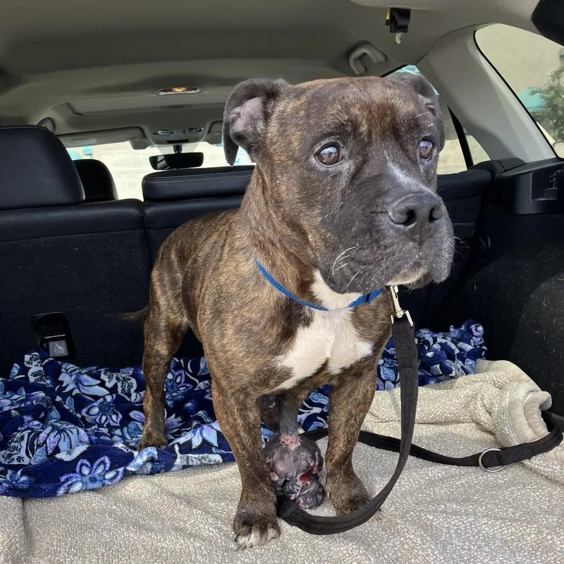 An adult medium-sized female Brown / Chocolate Boxer dog named Adelaide for adoption in Spring Hill, KS