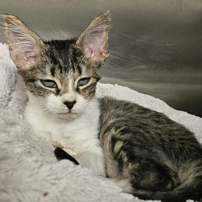 A baby small-sized female Buff / Tan / Fawn Domestic Short Hair cat named Dawn for adoption in Palm Springs, CA