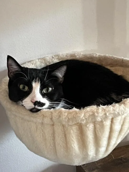 Dumpling thumbnail 2