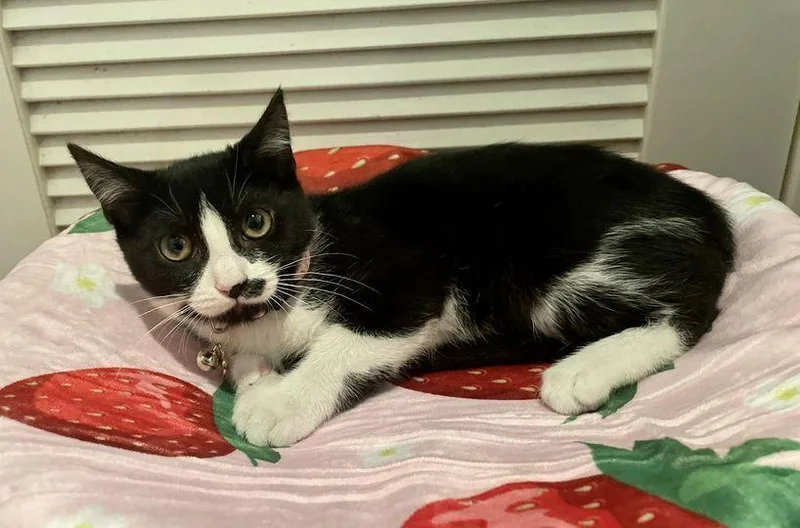 Dumpling thumbnail 3