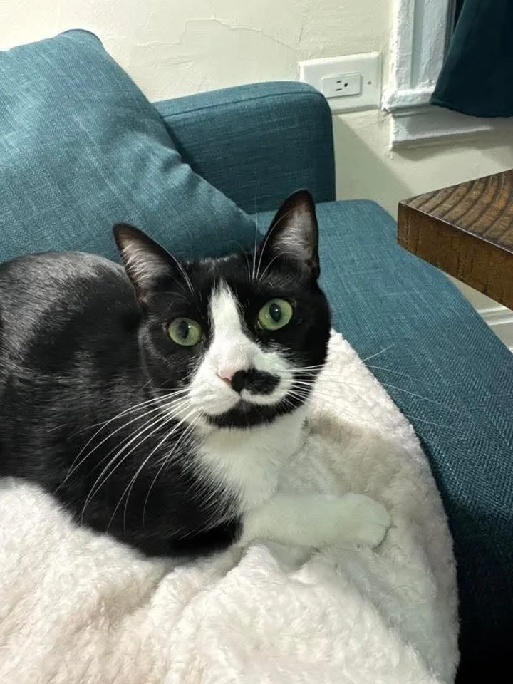 Dumpling thumbnail 4