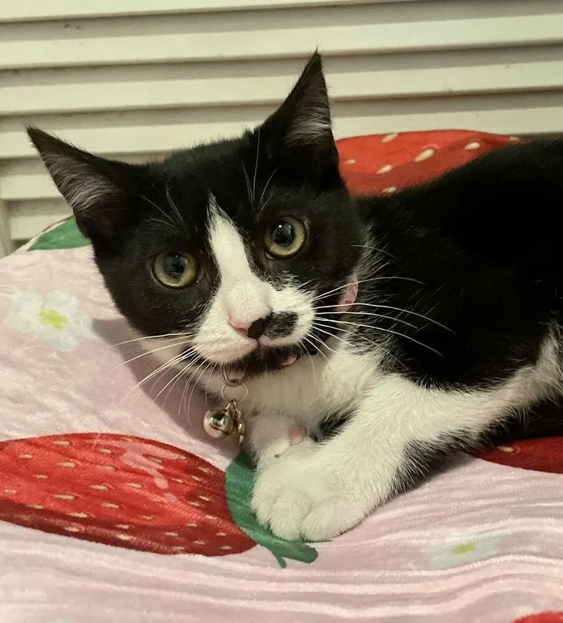 Dumpling thumbnail 6