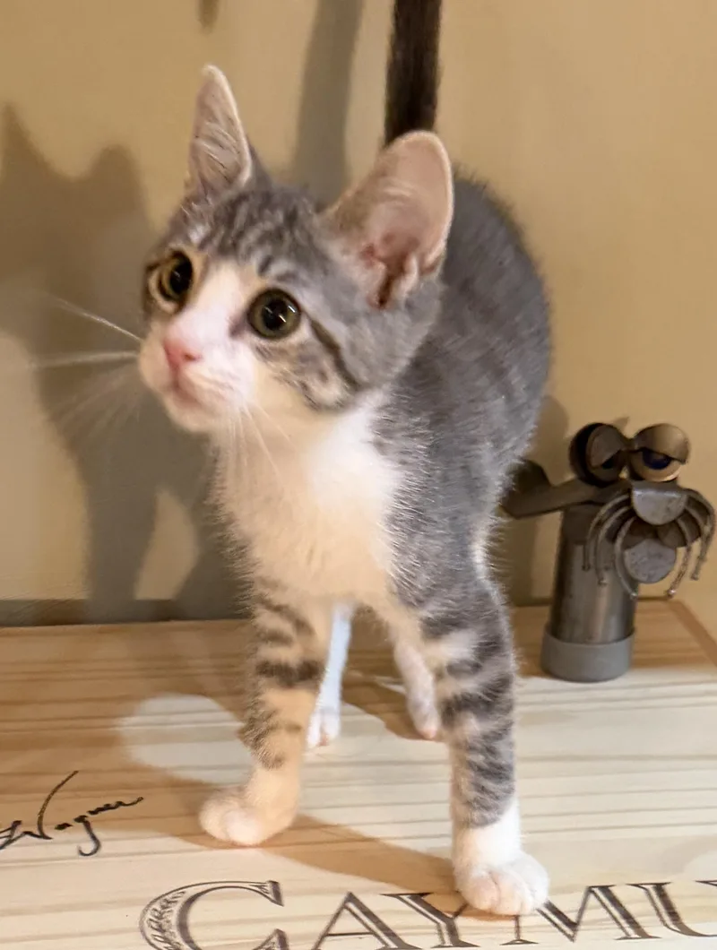 A baby medium-sized female Tabby cat named Addy for adoption in East Hanover, NJ