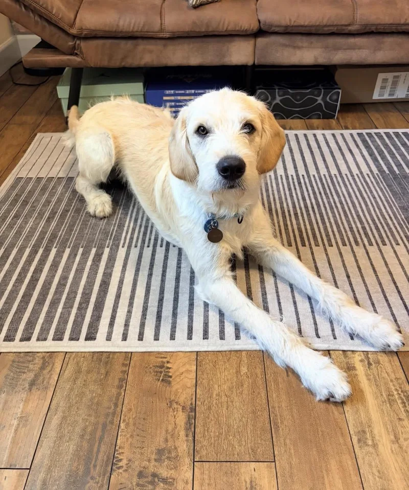 Duke