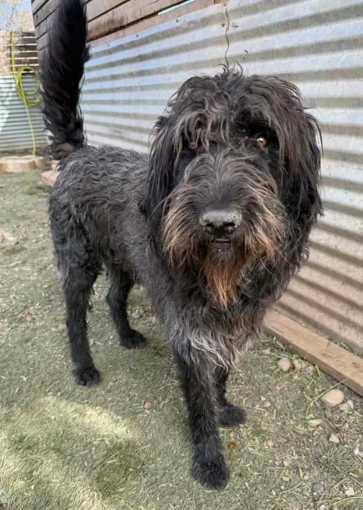 Pringles thumbnail 3