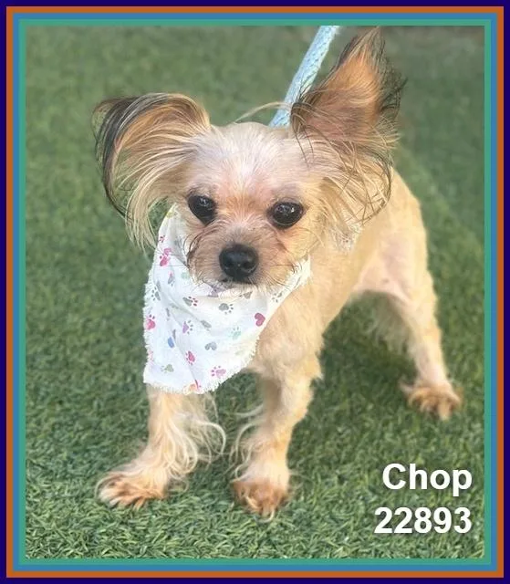 A senior small-sized male Yorkshire Terrier dog named Chop for adoption in Marietta, GA