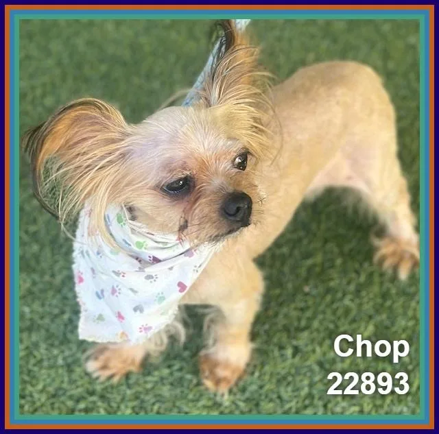 Chop thumbnail 2