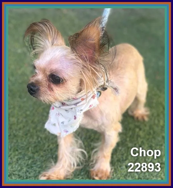 Chop thumbnail 3