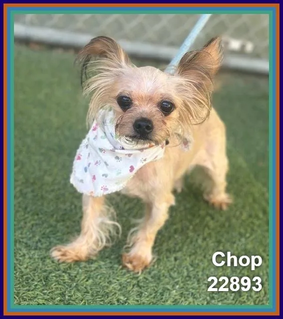 Chop thumbnail 4